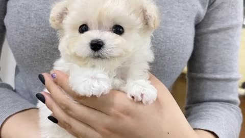 Baby Mini Bichon - Teacup puppies