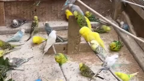 Show budgies