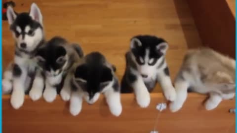 Cutest Siberian Husky Puppies🐕🐕❤✨