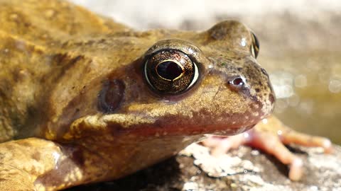 Frogs Animals Amphibian