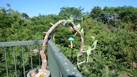 Ring-neck Parakeets sharing food with weavers