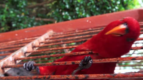 Close-Up View Of A Red Parrot