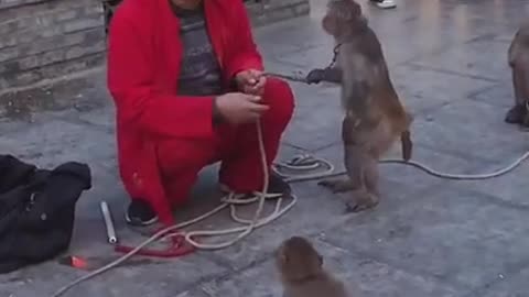 Funny monkey clip videos #Short