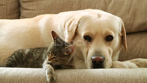 Dog and cat HD stock video for Rumle