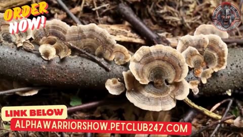 🦃 TURKEY TAIL MUSHROOM 🍄‍🟫