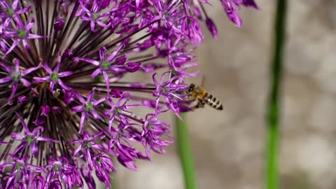 Bee flying around a purple flower