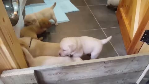 Golden Labrador puppies deliver cuteness overload