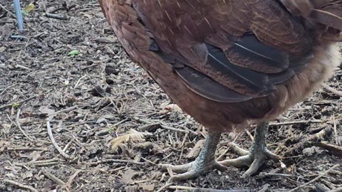 OMC! Brownie cleans her beak and looks beautiful while angry bird sounds are heard..