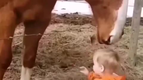 A horse love kid