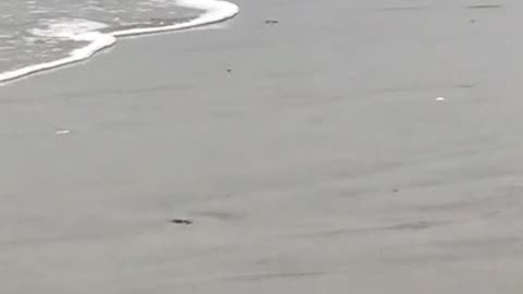 Shorebird Running From A Wave! Too Funny!