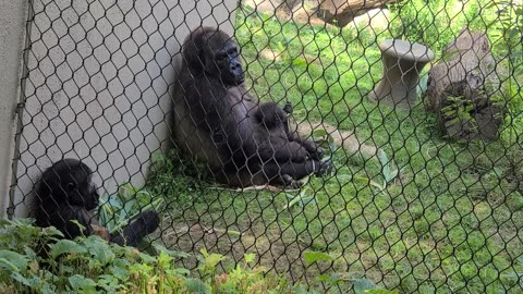 Cle Zoo -Silverbacks 7-3-2024