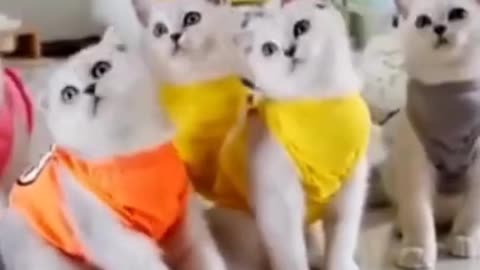 Dancing cats