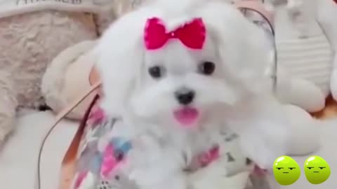 # funny cute baby dogs