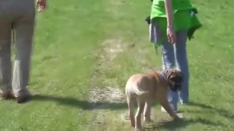 Funny bullmastiff dog video