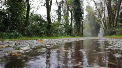 Rain drops sound in the forest