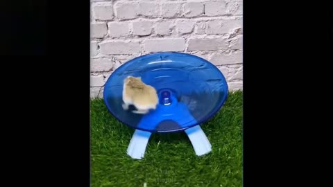 Cute Pets And Funny Animals Compilation 17 Pets Garden