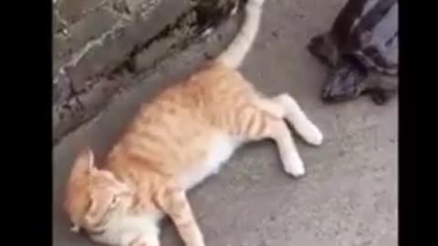 Cat and Dog funny video Funny animals Funny animal videos 2025