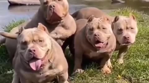 Short video#dog short video#pitbull dog short video#dog new short video 2021#