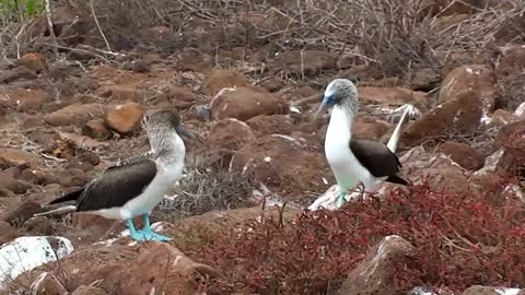 Blue Footed Boobies.