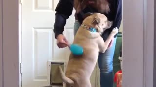 If you brush your hair in front of this pup you'll need to share