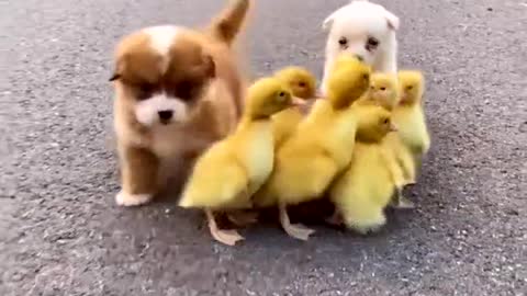 Cute dog and duck