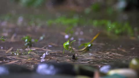 Relaxing Rain Sounds