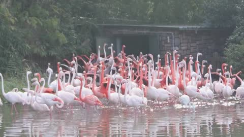 So many cute and beautiful flamingos