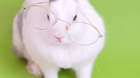 Adorable rabbit