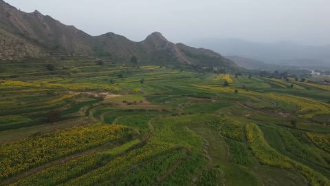 Morning view | Natural Beauty | sunflower farming| Morning view with drone