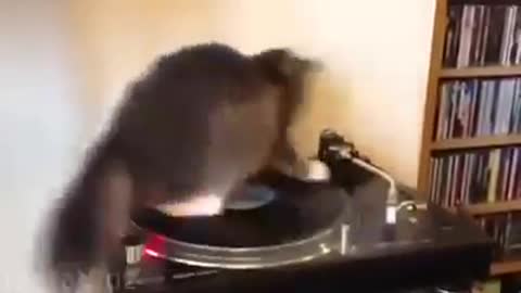 funny DJ Cat