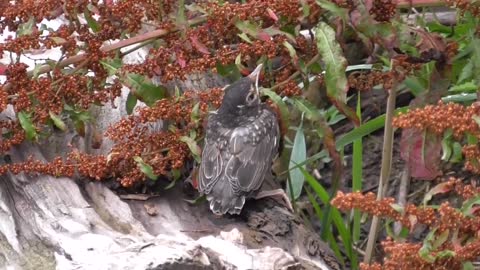 82 Toussaint Wildlife - Oak Harbor Ohio - Freed Robin Waiting For Food