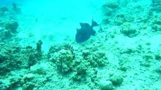 Amazing Fish swim in the Red Sea, colorful fish