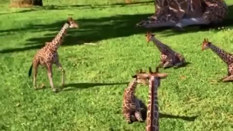 Planet of giraffes