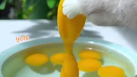 cat egg cooking 😺😺😺😺😺😺