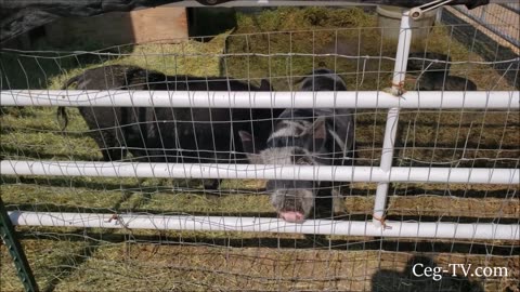 Graham Family Farm: Morning with the Hogs