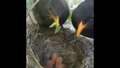 Wild birds feeding baby bird in the forest catch on camera