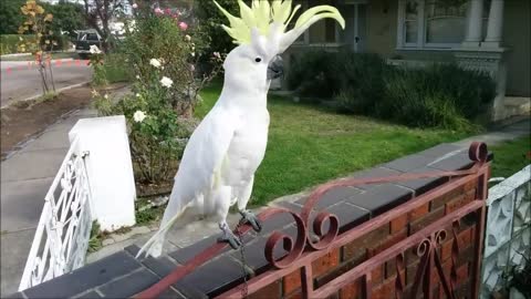 Parrot sings and dances in Greek