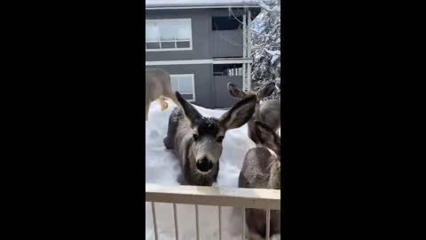 Cute Deer on the Balcony