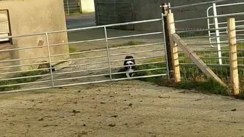 Quick-Witted Collie Slips Through Sheep Gate