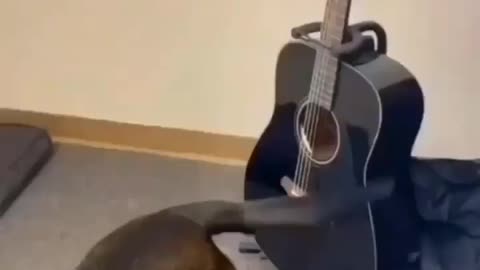 Doggy playing guitar