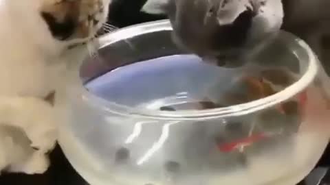 Cats fighting over a water bowl