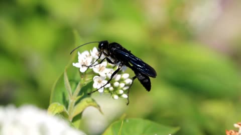 Wasp on Lysimachia Clethroides