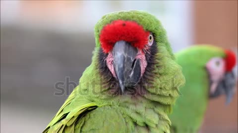 Military Macaw