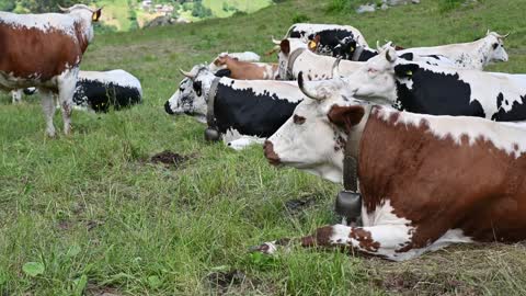 On a mountain meadow a herd of piebald-type cows crouched on the ground to ruminate