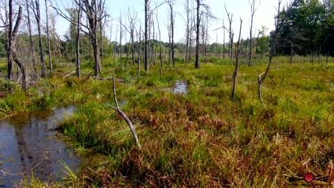 Relaxing Sights & Sounds As The Drone Flying Through The Wetlands 4K Drone footage