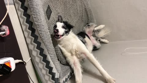 Border collie, who's turned into a goat.