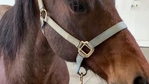 Horse Dons Hilarious Hat