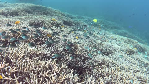 Amazing life underwater found in Dauin Marine Sanctuary