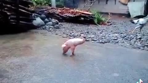 A Pig with Disability