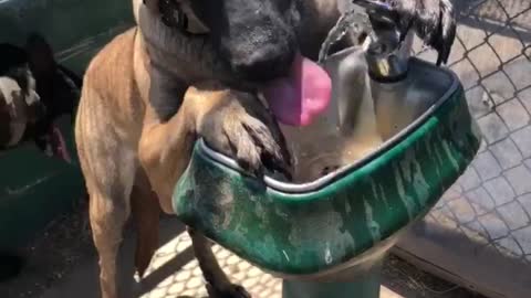 Thirsty Doggo Knows How to Use Fountain